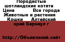 Породистые шотландские котята. › Цена ­ 5 000 - Все города Животные и растения » Кошки   . Алтайский край,Барнаул г.